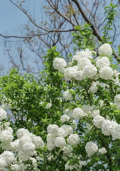 木本花品种有哪些？如何选择适合本地气候的品种？