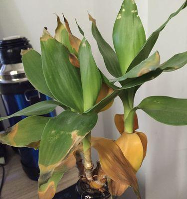 水芙蓉花的养殖方法是什么？怎样才能使其开出美丽的花朵？