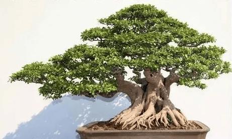 榕树盆景的施肥技巧是什么？哪种肥料适合榕树盆景？