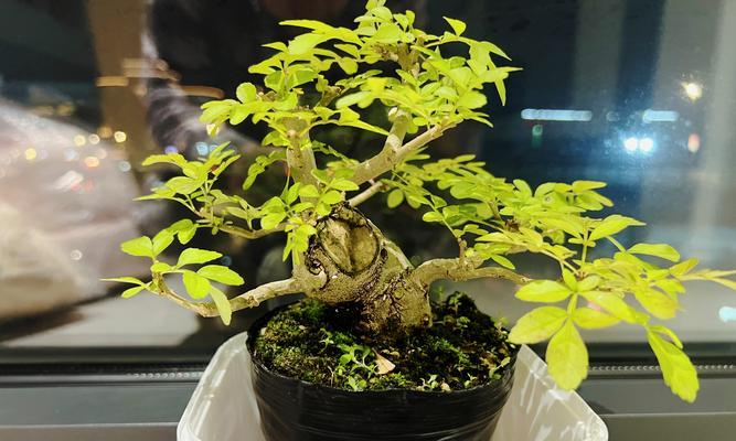 对节白蜡小盆栽的养护技巧有哪些？