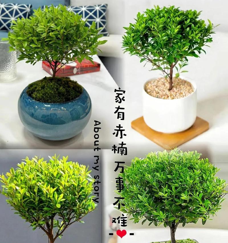 哪些办公室绿植最容易养护？