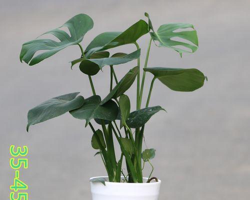 哪些办公室绿植最容易养护？