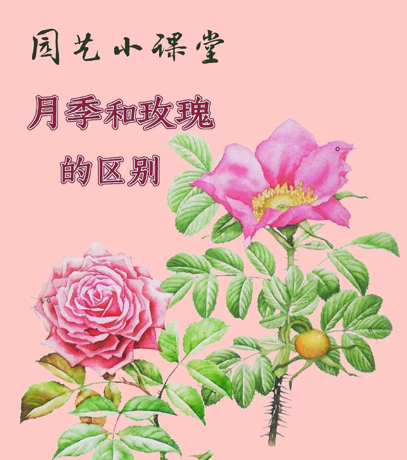 月季花和玫瑰有什么区别？