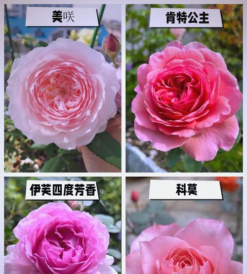 月季花和玫瑰有什么区别？