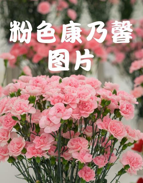 康奶馨的种植技巧是什么？如何正确种植康奶馨？
