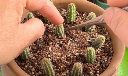 仙人指繁殖步骤有哪些？