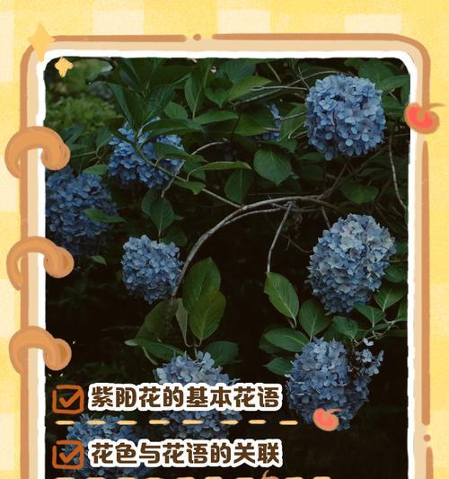 倒挂金钟落蕾的原因是什么？