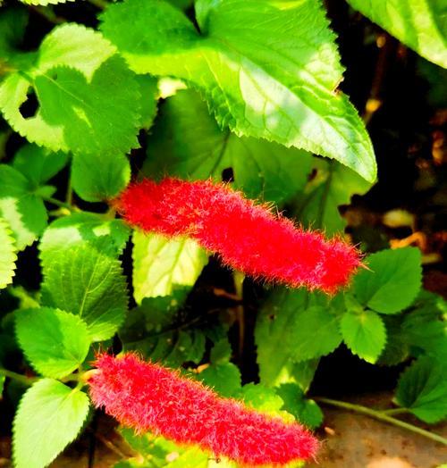 夏季盛开的花卉有哪些？夏季花卉的养护技巧？