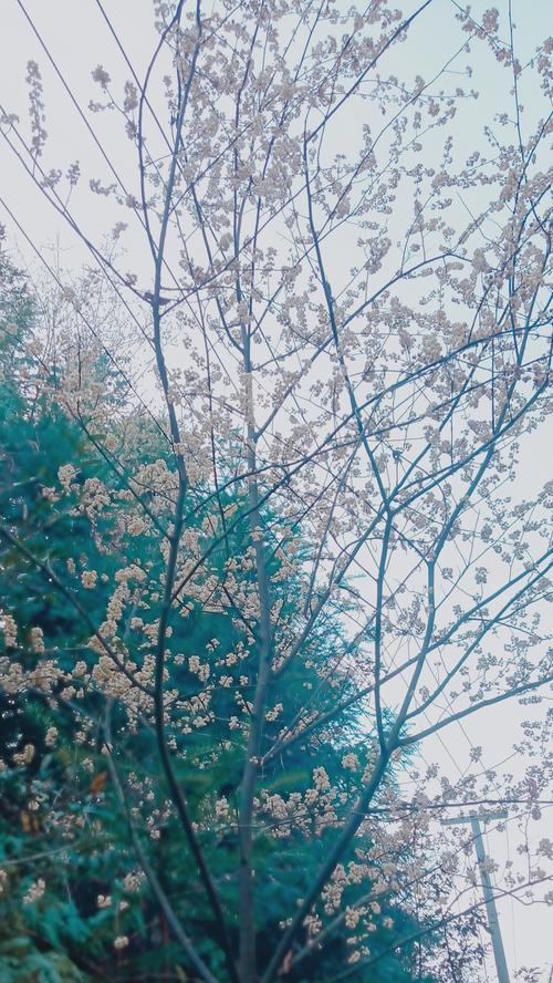 5月开白花的树有哪些？它们在园林中的作用是什么？