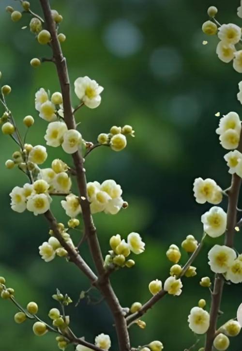 5月开白花的树有哪些？它们在园林中的作用是什么？