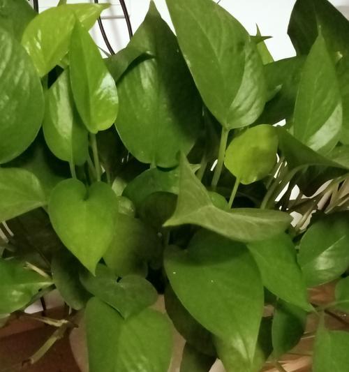 绿萝花的养殖技巧和注意事项有哪些？
