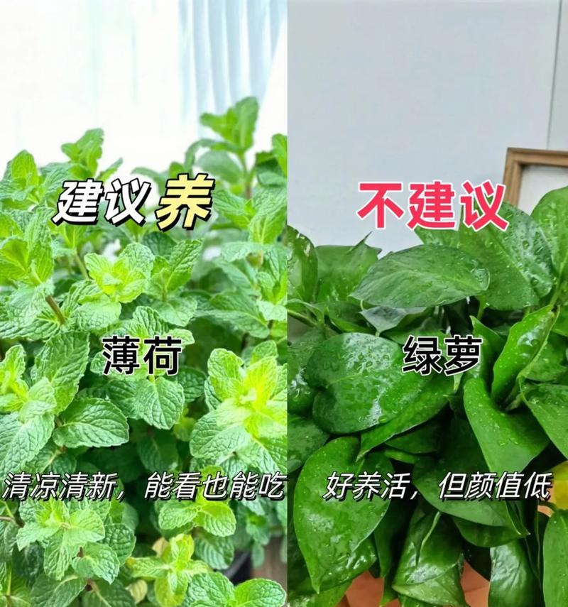 绿萝花的养殖技巧和注意事项有哪些？
