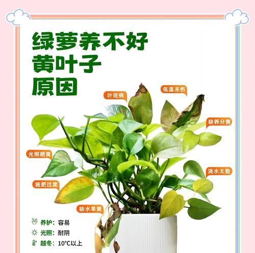 绿萝花的养殖技巧和注意事项有哪些？