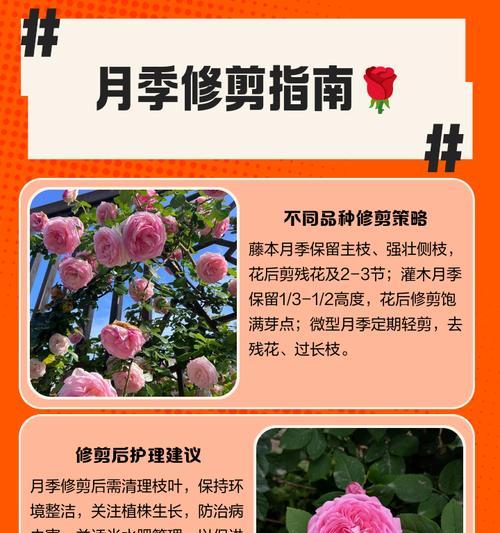 春花修剪的最佳时间是什么时候？步骤是怎样的？