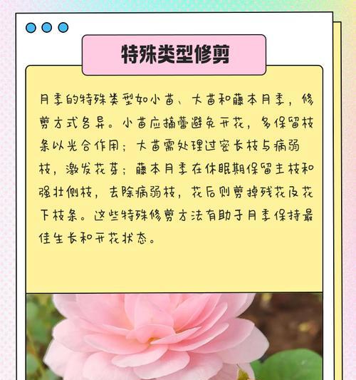 春花修剪的最佳时间是什么时候？步骤是怎样的？