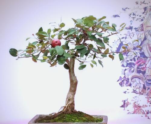 苹果盆栽修剪的正确方法是什么？修剪后如何护理？