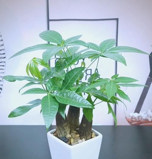 厨房适合摆放哪些花卉？有哪些注意事项？