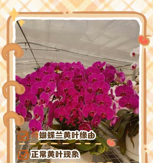 兰花叶子变黄的原因是什么？如何处理？