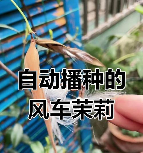 茉莉种子种植的步骤和注意事项是什么？