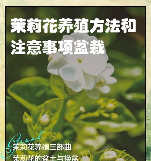茉莉种子种植的步骤和注意事项是什么？