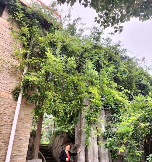 珊树的养护方法是什么？如何保持珊树健康？
