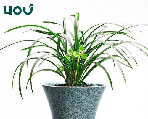 种兰花用什么盆最好？兰花种植的盆器选择技巧是什么？