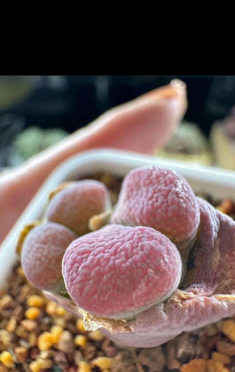 风铃有哪些品种？它们各自的声音特点是什么？