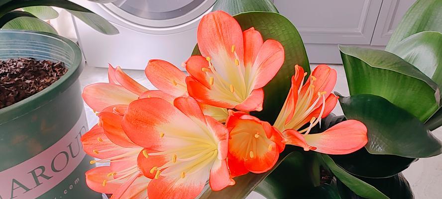 君子兰花落了怎么处理？如何防止落花？