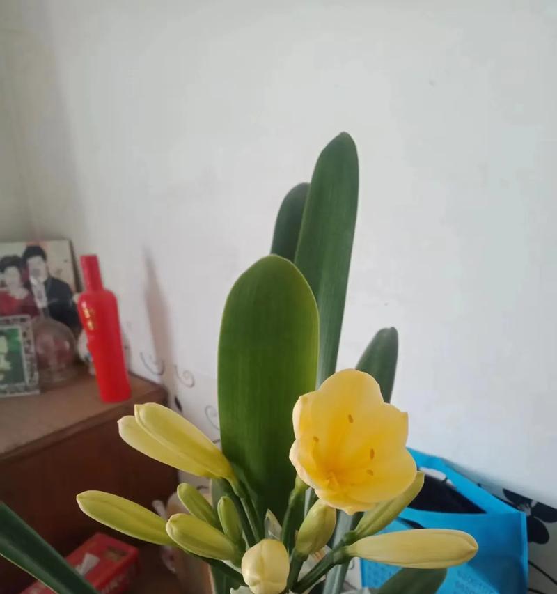 君子兰花落了怎么处理？如何防止落花？