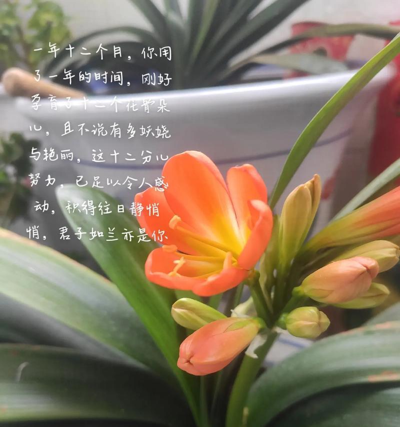 君子兰花落了怎么处理？如何防止落花？