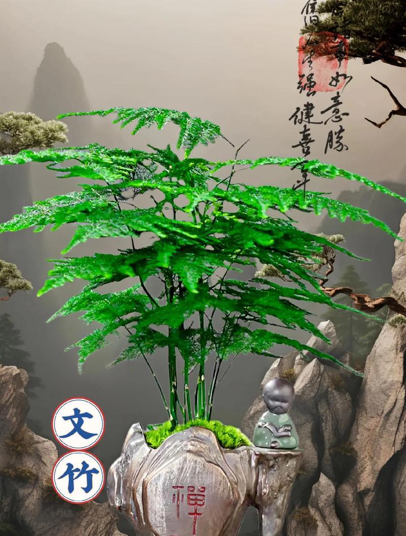 文竹的象征意义是什么？文竹的养护和摆放有何讲究？