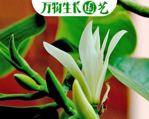 玉兰花种植步骤是什么？如何提高成活率？