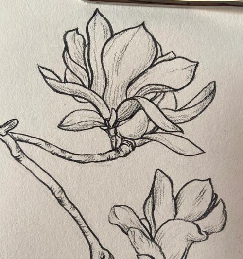 玉兰花种植步骤是什么？如何提高成活率？