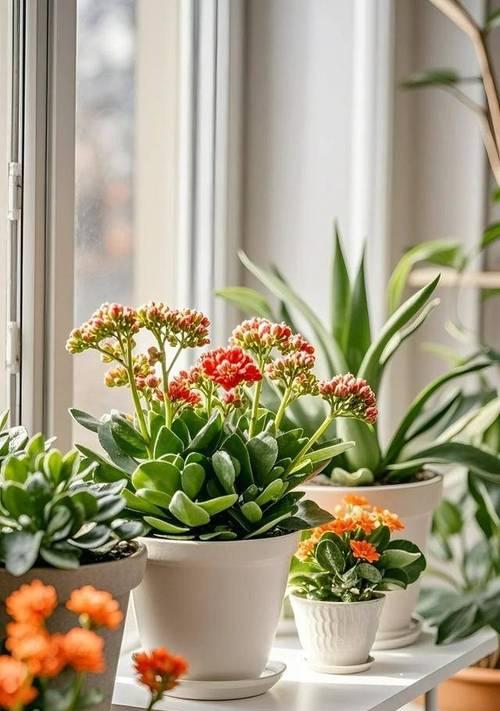 观花植物有哪些推荐？适合室内种植吗？