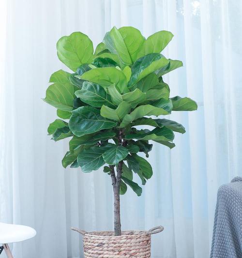 观花植物有哪些推荐？适合室内种植吗？