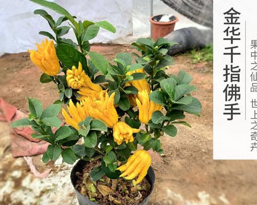 佛手果盆栽种植的步骤和注意事项？