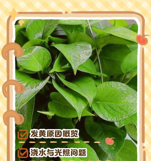 绿萝叶子发黄后怎么办？可能的原因和解决方法是什么？