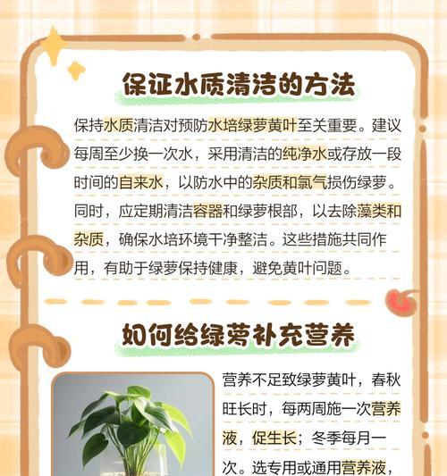 绿萝叶子发黄后怎么办？可能的原因和解决方法是什么？