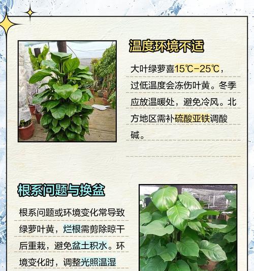 绿萝叶子发黄后怎么办？可能的原因和解决方法是什么？