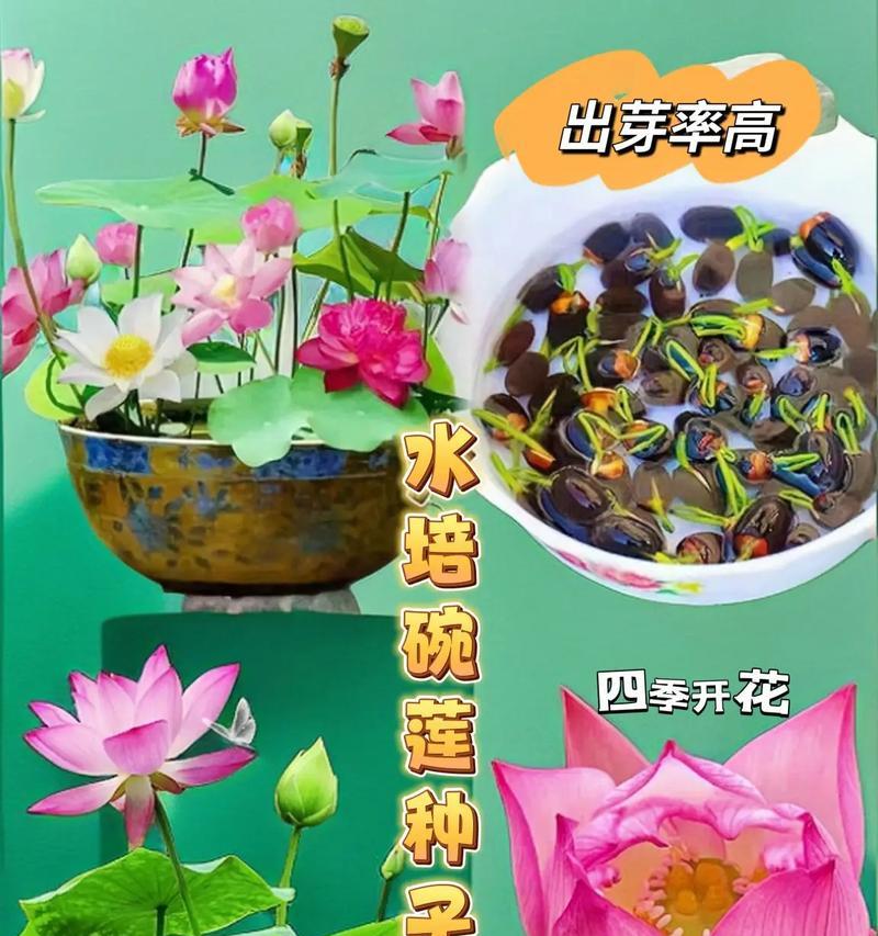 碗莲的养殖技巧是什么？