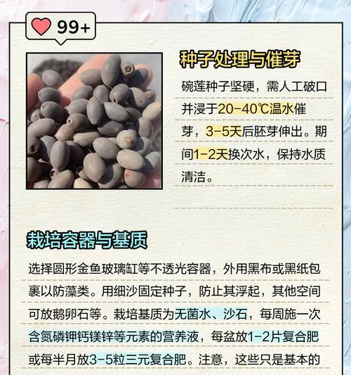 碗莲的养殖技巧是什么？