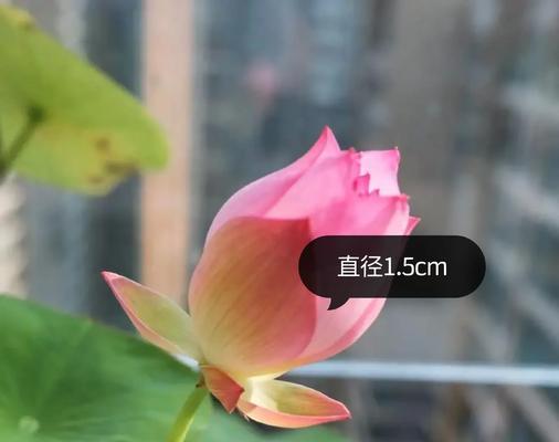 碗莲的养殖技巧是什么？