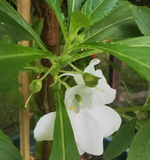 凤仙花的外观特征有哪些？