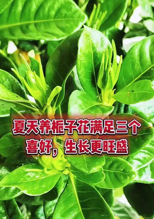 黄栀子花的养殖技巧有哪些？