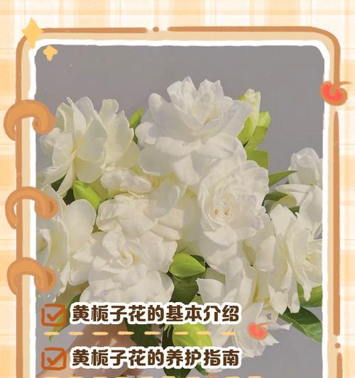 黄栀子花的养殖技巧有哪些？