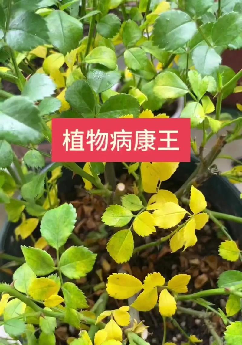 月季花容易得什么病？如何预防和治疗？