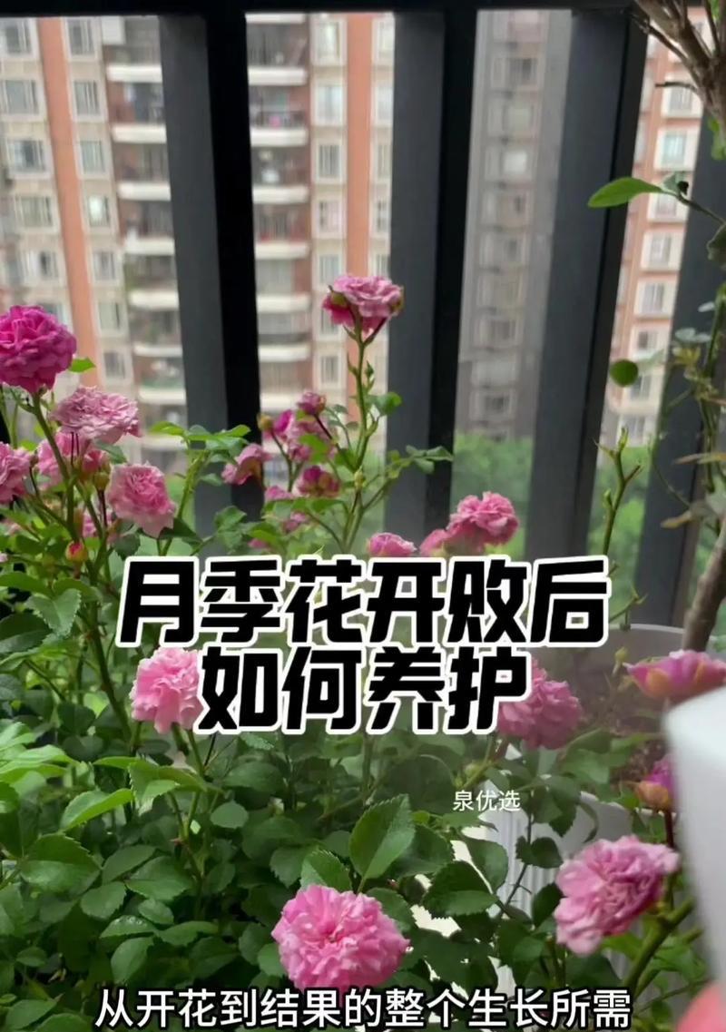月季花容易得什么病？如何预防和治疗？