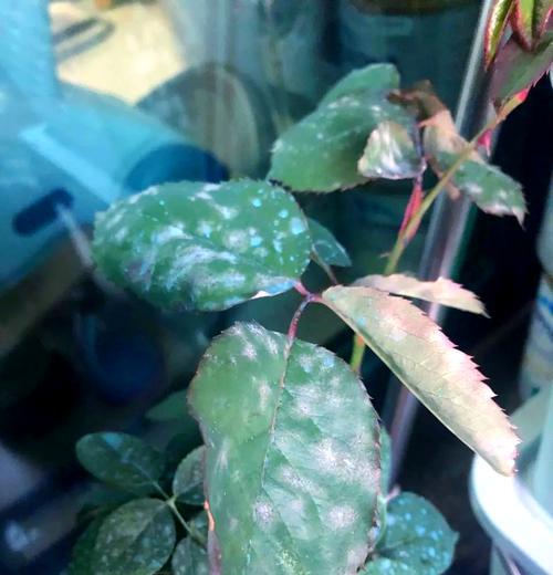 月季花容易得什么病？如何预防和治疗？