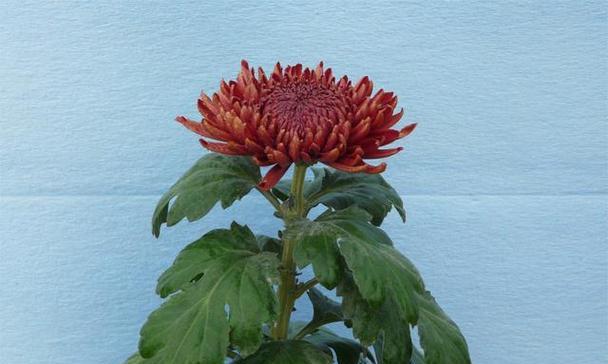 菊花有哪些品种？如何挑选适合自己种植的菊花？