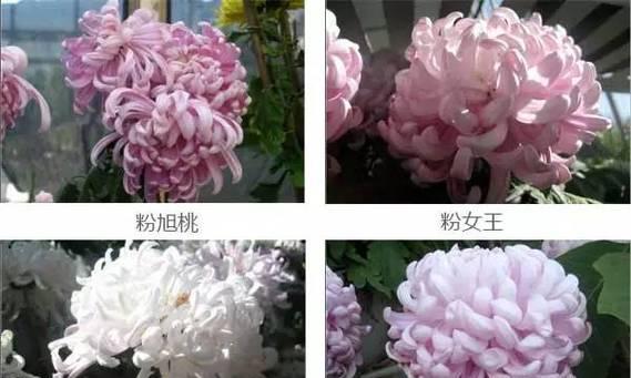 菊花有哪些品种？如何挑选适合自己种植的菊花？